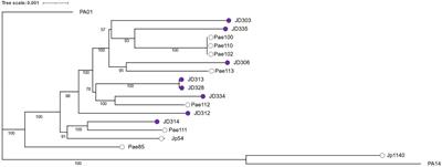 Niche, not phylogeny, governs the response to <mark class="highlighted">oxygen availability</mark> among diverse Pseudomonas aeruginosa strains